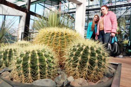 Выставку кактусов откроют в Биологическом музее